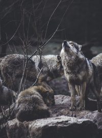 vlk, vlci