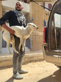 Dobrovolníci odchytli několik krásných, světle béžových psů zdejší egyptské pouští rasy
