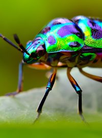 Hmyz je pro přírodu poklad. A nejen tím, jak krásně může vypadat