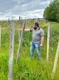 Vinaři na Litoměřicku staví kolem vinohradů ploty