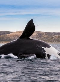 Velryba černá