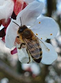 Včely na jaře potřebují hlavně kvetoucí stromy