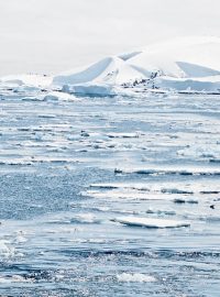 Pod ledem v Antarktidě žije největší kolonie ryb na světě
