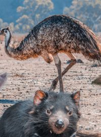 V Austrálii žije mnoho zvláštních zvířat