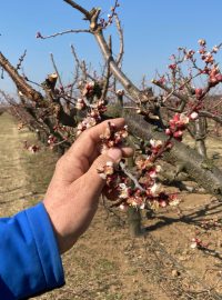 Pěstitelé ovoce jsou připraveni chránit rozkvetlé stromy před jarními mrazy