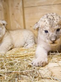 V Safari Parku Dvůr Králové vyrůstají dvě krásná a zdravá mláďata vzácného lva berberského