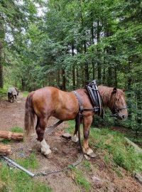 Stahování dřeva z těžko přístupných míst pomocí koní patří k profesím, o které není velký zájem