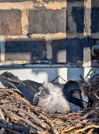 Při plánovaném měření emisí objevili inspektoři životního prostředí hnízdo vrány šedé