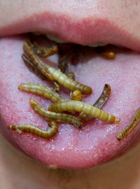 hmyz se čím dál častěji přidává do jídla