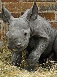 V safari parku se narodil kriticky ohrožený nosorožec černý neboli dvourohý východní