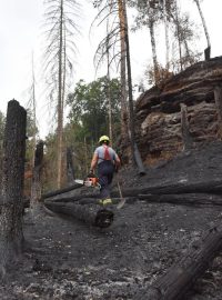 Správa národního parku České Švýcarsko chce ponechat obnovu lesa po rozsáhlém požáru převážně na přírodě