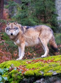 Vlci v Bavorském lese (ilustrační foto)