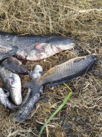 Na Litoměřicku v sobotu uhynuly stovky ryb