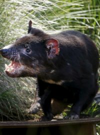 Ďábel medvědovitý známý také jako tasmánský čert.