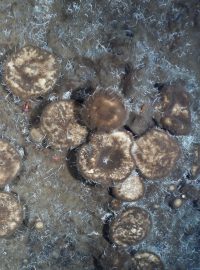Na dně Severního ledového oceánu objevili vědci houby