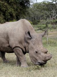 Nosorožec Súdán je posledním samcem svého druhu.