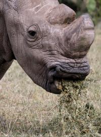 Nosorožec Sudán je posledním samcem svého druhu