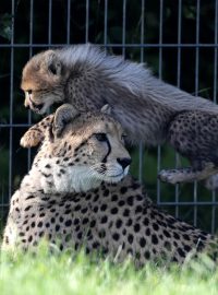 Gepardi patří v přírodě mezi ohrožená zvířata, jejich počet se odhaduje na 7000 až 40 000 na celém světě.