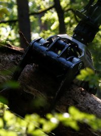 Kácení stromů v Bělověžském národním parku pokračuje i po vydání předběžného opatření Soudního dvora EU