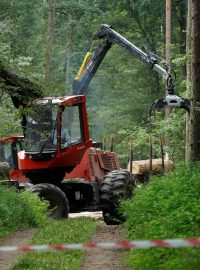 Manipulace s pokáceným dřevem v polském Bělověžském národním parku, který má chránit Bělověžský prales