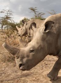 Bílý nosorožec Sudán.