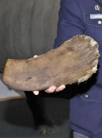 Zhruba tříkilový roh zesnulé samice Nabire a další menší vzorek nosorožčí rohoviny zapůjčené celníkům