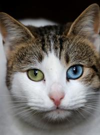 Kočka, kam se podíváš. I tak by se dala nazvat fotoreportáž agentury Reuters z Istanbulu.