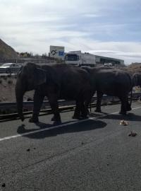 Na jihovýchodě Španělska se v pondělí při předjíždění převrátil kamion převážející cirkusové slony.