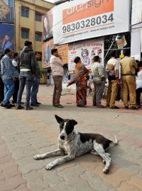 Potulný pes v Indii.