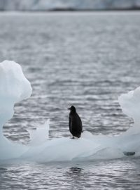 Tučňák stojí na ledovci v přístavu Yankee na Antarktidě.