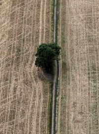 Osamocený strom uprostřed polí na Uherskohradišťsku.