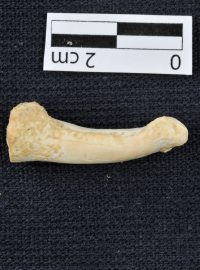 Jedna z kostí nového druhu člověka, kterou vědci objevili na Filipínách.