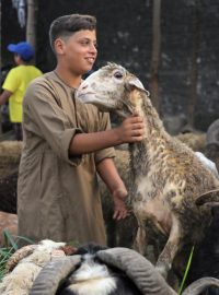 V muslimských zemích roste odpor proti rituální porážce zvířat. Právě v těchto dnech přitom muslimové slaví Svátek oběti. Z miliónů ovcí, telat a velbloudů se tak v jediný den stávají obětní zvířata. Ne všichni se ale těchto praktik chtějí účastnit