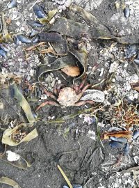 Na pobřeží poloostrova Kamčatka masivně umírají mořští živočichové