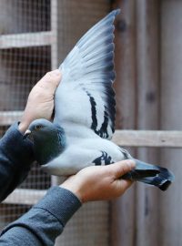 Poštovní holubice New Kim, jejíž cena (přes 42 milionů korun) na belgické aukci překonala rekordy