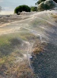 Pavouci si po několikadenních deštích a záplavách v australském státě Viktorie utkali rozlehlé sítě, které pokryly i kilometrové úseky