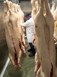 Britští chovatelé prasat bijí na poplach kvůli nedostatku řezníků a jatečních dělníků, kvůli kterému se zpomalila porážka (ilustrační foto)