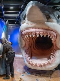 Model 27 stop dlouhého a 10 stop vysokého prehistorického žraloka Megalodona na výstavě v Americkém přírodovědném muzeu v New Yorku v roce 2021