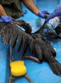 Lidé v Peru se snaží zachránit ptáka pokrytého ropou. Ta unikla po vlně tsunami způsobené výbuchem sopky u Tongy