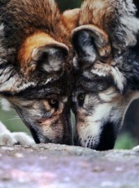 Soudce v USA obnovil status vlků jako federálně chráněných živočichů