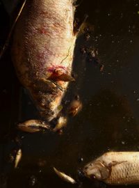 Uhynulé ryby v Odře