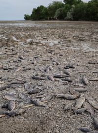 Na vypuštěném dně nádrže Nová Kachovka po protržení jsou vidět mrtvé ryby