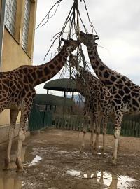 Žirafy v ústecké zoo. Ilustrační foto.
