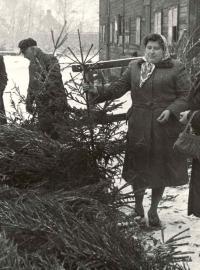 Prodej vánočních stromků v roce 1961