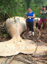 Biologové objevili mrtvou velrybu v pátek v hustém porostu mezi mangrovníky na severobrazilském ostrově Marajó