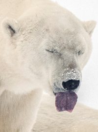 Lední medvědi jsou mnohdy symbolem v boji proti oteplování planety a dalším klimatickým změnám