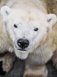 V pražské zoo zemřela lední medvědice Bora