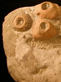 Zkamenělina lilijice (ilustrační foto)