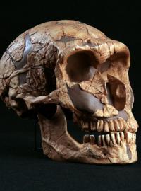 Homo neanderthalensis (ilustrační foto)