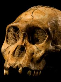 Nejstarší předek mohl pocházet z Evropy, ne z Afriky, jak se tvrdilo dosud. (ilustrační foto)